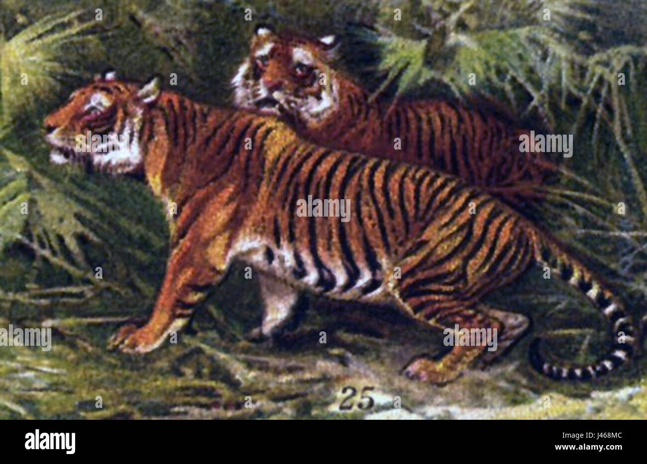 Questo disegno dettagliato rappresenta la Panthera tigris tigris, la tigre del Bengala, che mostra le caratteristiche fisiche e l'anatomia di questa specie in via di estinzione, sottolineandone la forza e la grazia. Foto Stock