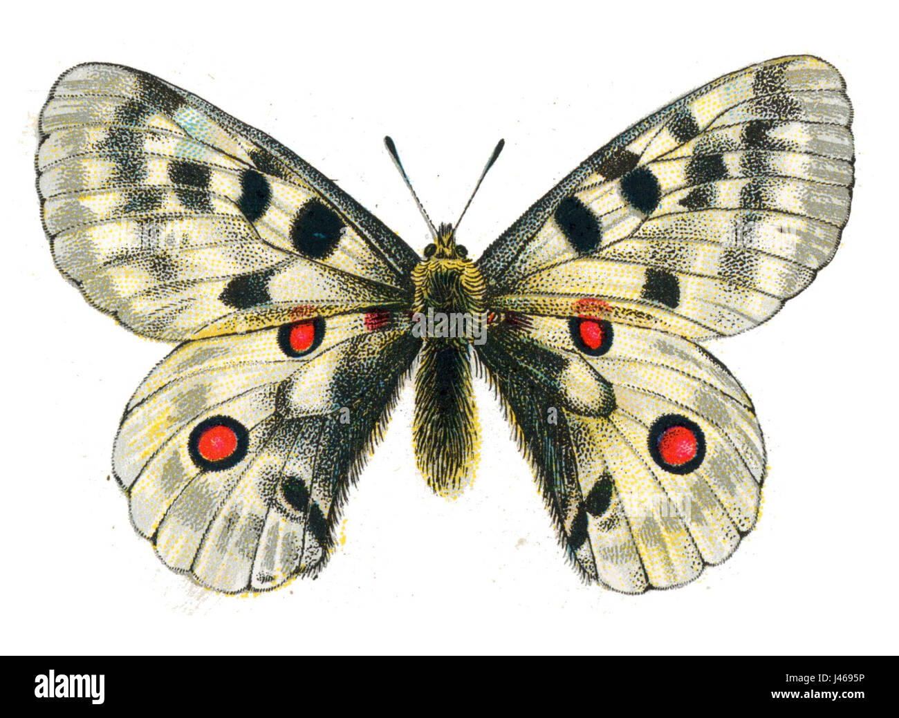 Parnassius apollo, illustrato da Nemos, è una specie di farfalle conosciuta per le sue sorprendenti ali bianche e le macchie rosse, originaria dell'Eurasia. Foto Stock