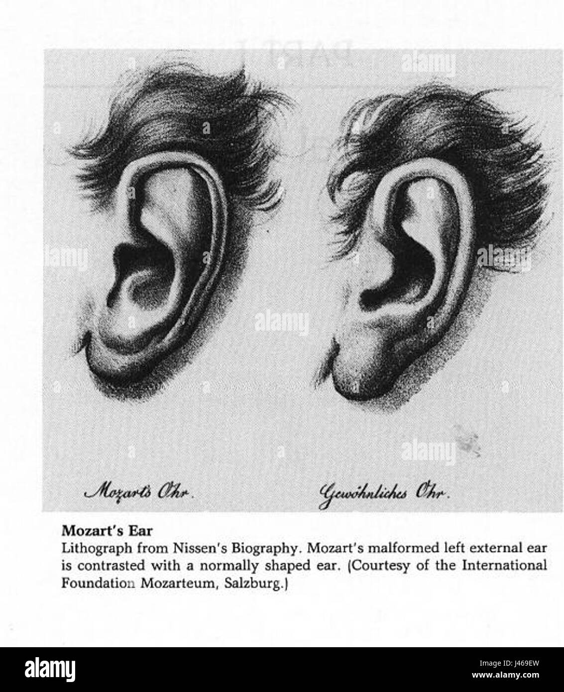 Oreja de Mozart si riferisce a una specie di funghi, spesso nota come "orecchio di Mozart". La sua caratteristica forma ad orecchio è la ragione dietro il suo nome, ed è utilizzata in varie tradizioni culinarie. Foto Stock