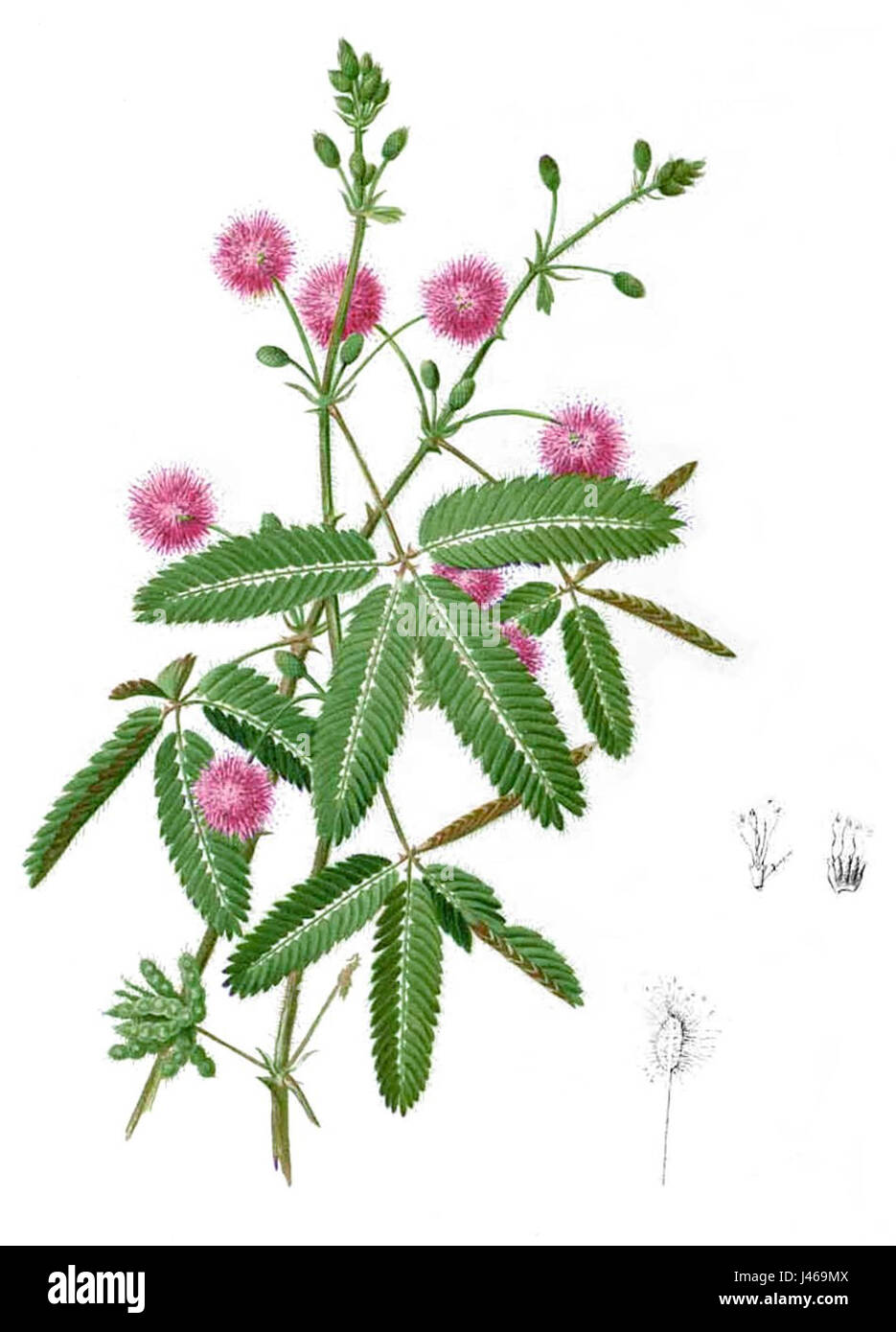 La Mimosa pudica Blanco2.253 ritagliato Foto Stock