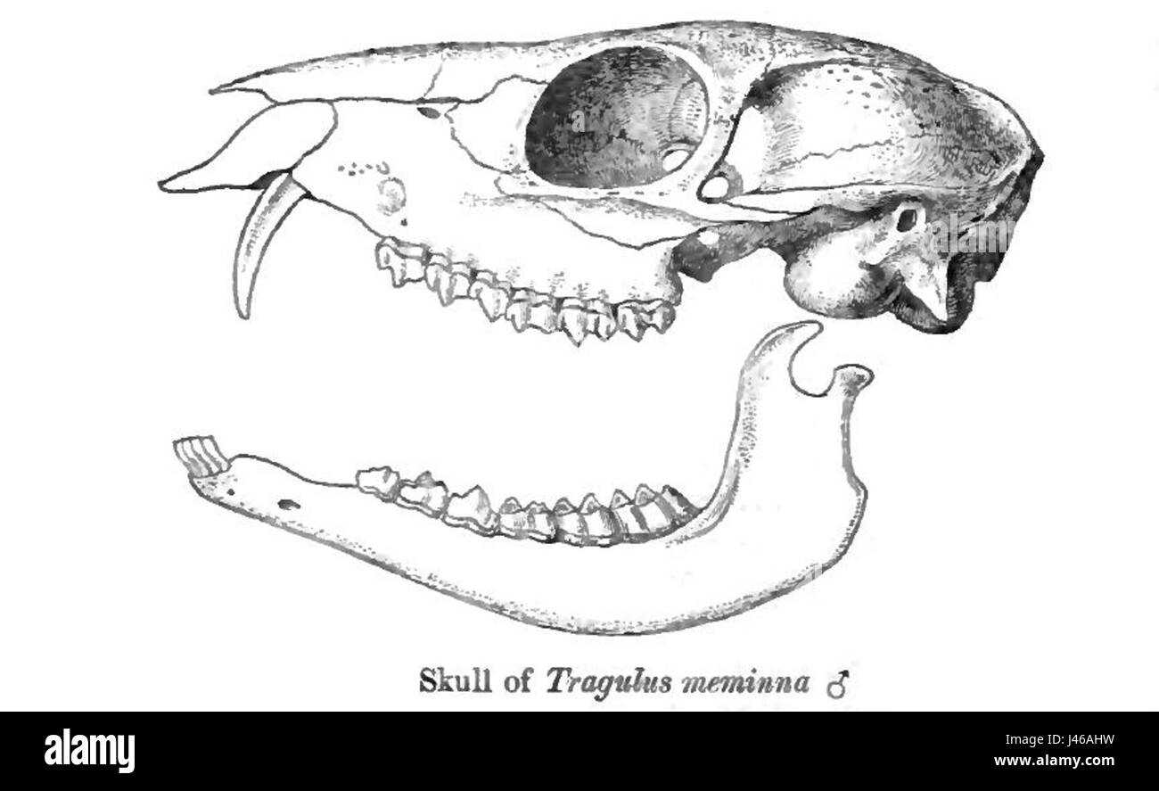 Il cranio di Moschiola meminna, una specie estinta di cervi, fornisce importanti informazioni sull'anatomia e l'evoluzione degli antichi cervidi. Fossili come questo contribuiscono a comprendere la storia dei mammiferi e il loro sviluppo. Foto Stock
