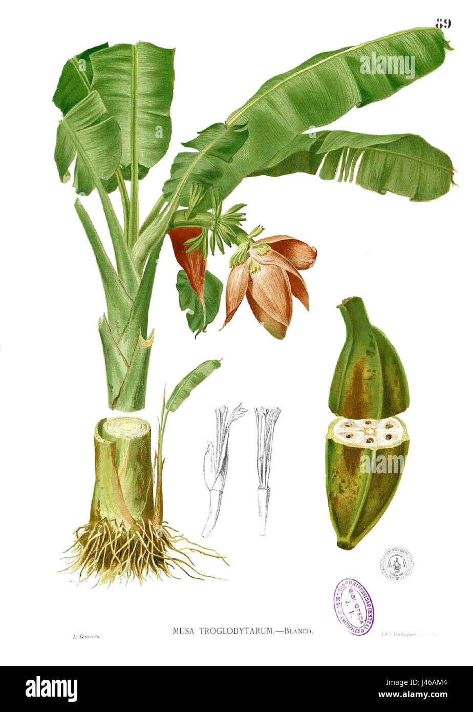 Musa troglodytarum Blanco1.89 Foto Stock