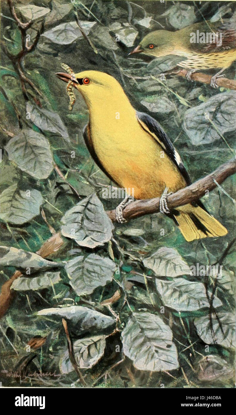 Oriole Brehm si riferisce a una specie specifica o a un nome associato al birdwatching o a studi ornitologici. Può comportare un riferimento storico o scientifico alla specie di uccelli oriole. Foto Stock Oriole Brehm si riferisce a una specie specifica o a un nome associato al birdwatching o a studi ornitologici. Può comportare un riferimento storico o scientifico alla specie di uccelli oriole. Foto Stock