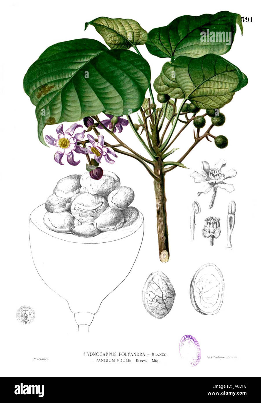 Il Pangium edule, comunemente noto come "mela di mangrovia", è una specie di alberi tropicali che si trova nel sud-est asiatico. I frutti e i semi sono tossici se non trattati e la pianta è utilizzata principalmente nelle pratiche tradizionali di cucina e medicinali. Foto Stock Il Pangium edule, comunemente noto come "mela di mangrovia", è una specie di alberi tropicali che si trova nel sud-est asiatico. I frutti e i semi sono tossici se non trattati e la pianta è utilizzata principalmente nelle pratiche tradizionali di cucina e medicinali. Foto Stock