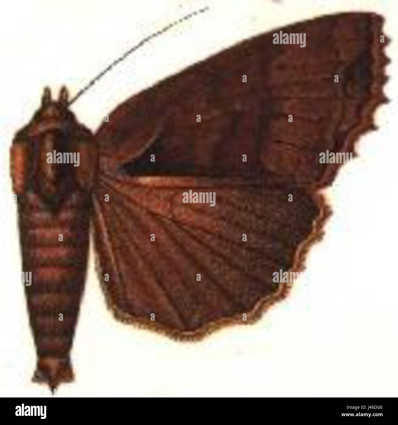 Orthogonica plana è una specie di insetto, nota per la sua struttura piatta del corpo, che si trova in specifiche regioni d'Europa. Questo riferimento entomologico evidenzia i tratti fisici e la classificazione dell'insetto. Foto Stock