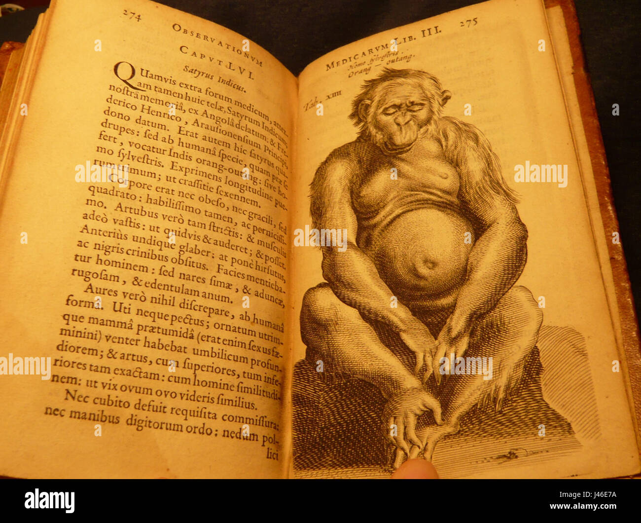 Il dipinto del 1641 di Nicolaes Tulp "3de capvt lvi satyr" è una rappresentazione di un satiro, una creatura mitologica nella mitologia classica. Il lavoro riflette l'interesse di Tulp per l'anatomia e le figure umane, mostrando la sua abilità nel rendering delle figure. Foto Stock