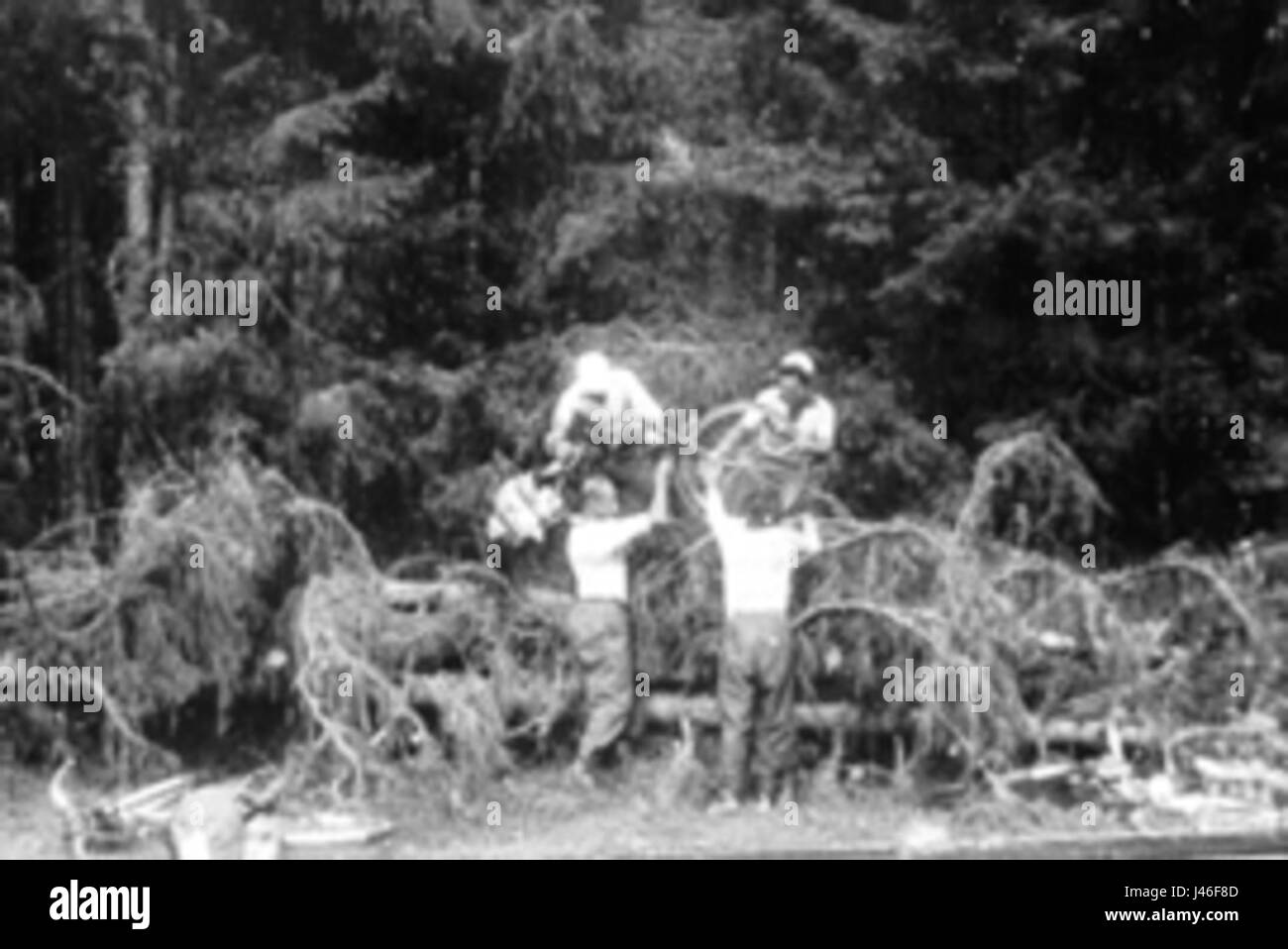 Questo titolo può riferirsi ad un riferimento culturale o geografico relativo a *OdsVlad* e *Taiga*. Il Taiga è un bioma che si trova nelle regioni settentrionali, principalmente caratterizzato da foreste di conifere. Per fornire una descrizione più accurata è necessario un contesto più ampio. Foto Stock