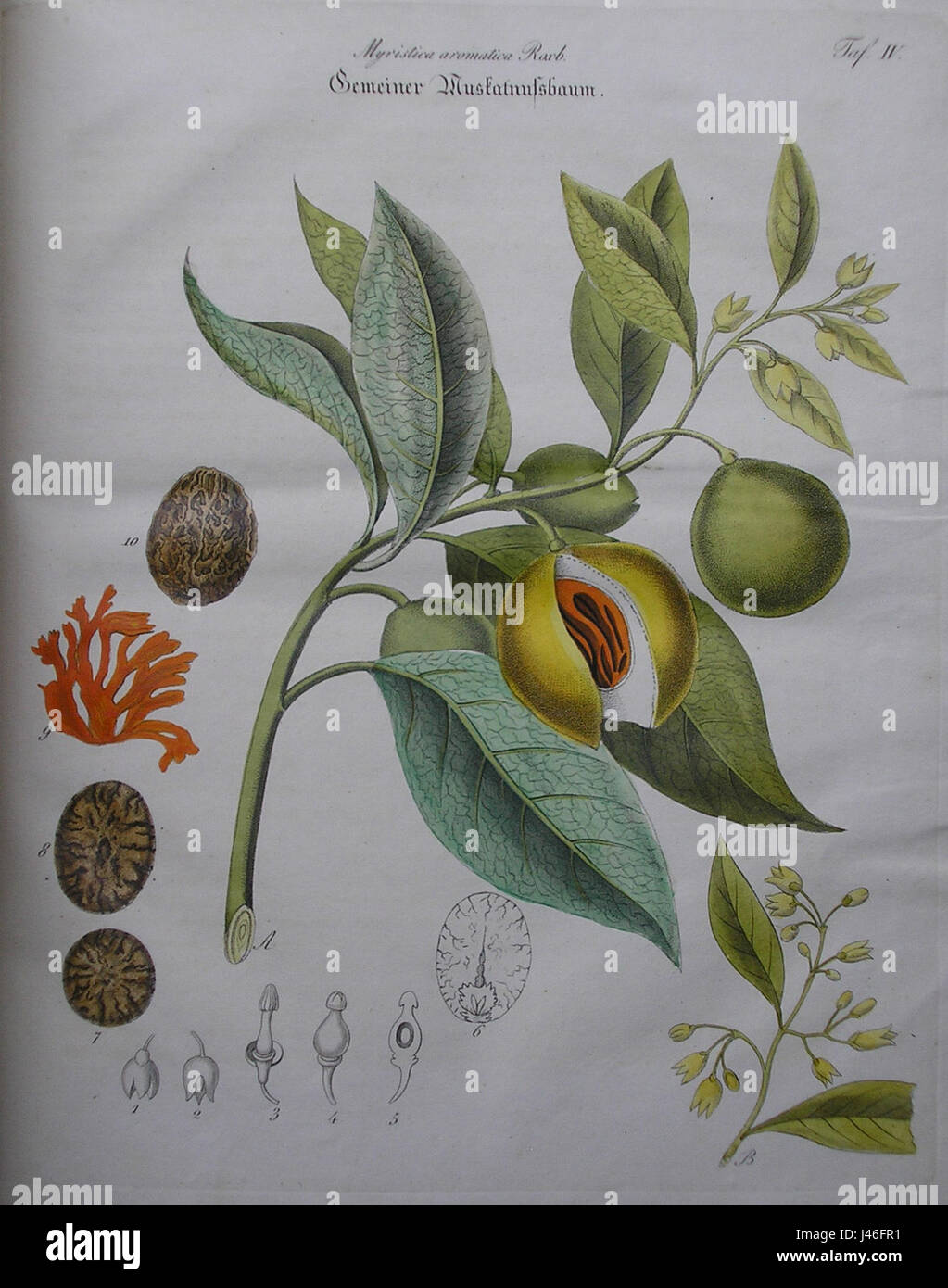 Muskatnussbaum Zenker si riferisce a una varietà di noce moscata, particolarmente associata alla regione Zenker, riconosciuta per le sue caratteristiche botaniche distinte. Foto Stock