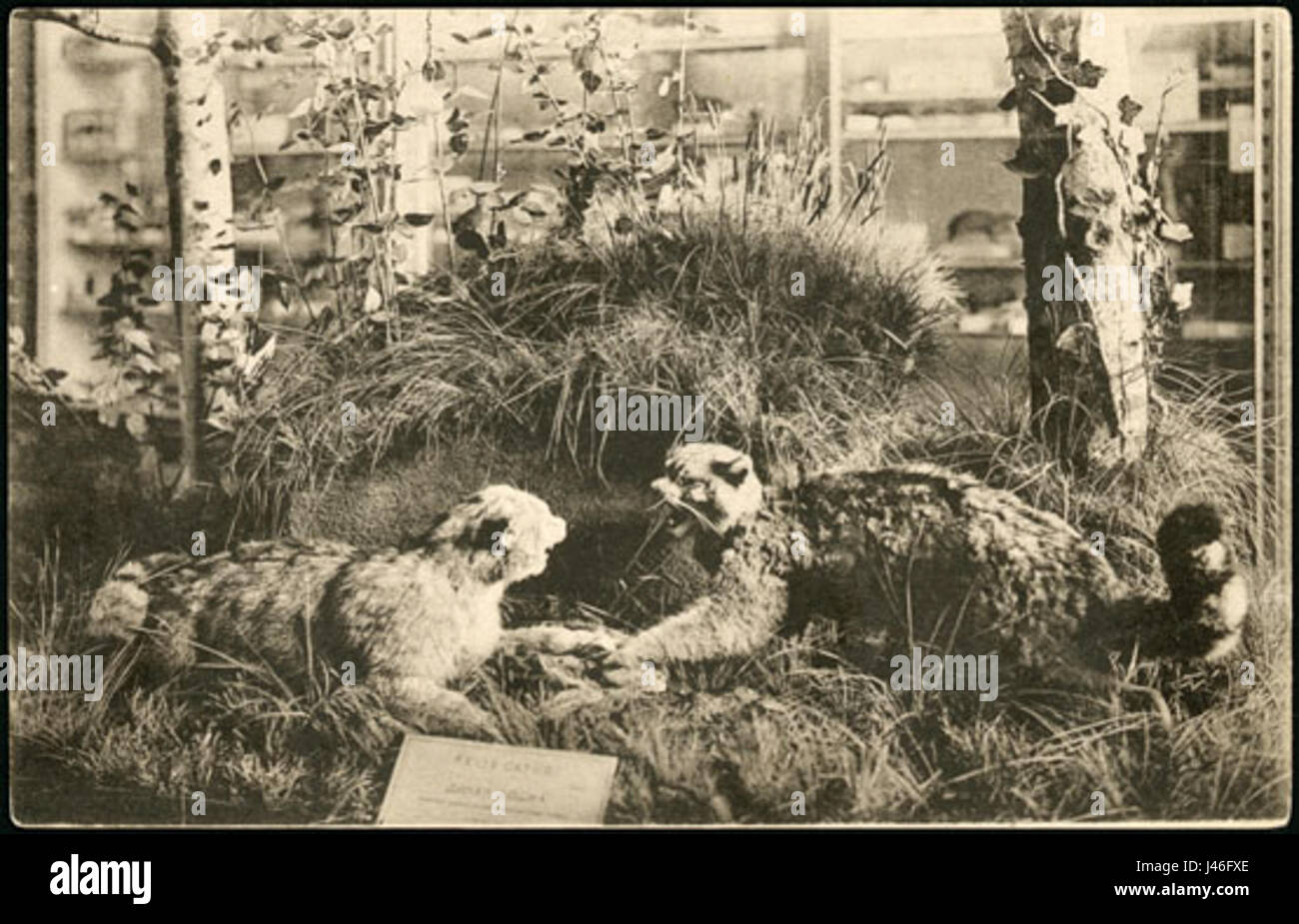 Il Museo di Zoologia di San Pietroburgo ospita diversi esemplari, tra cui rari e notevoli esemplari zoologici provenienti da tutto il mondo. Foto Stock