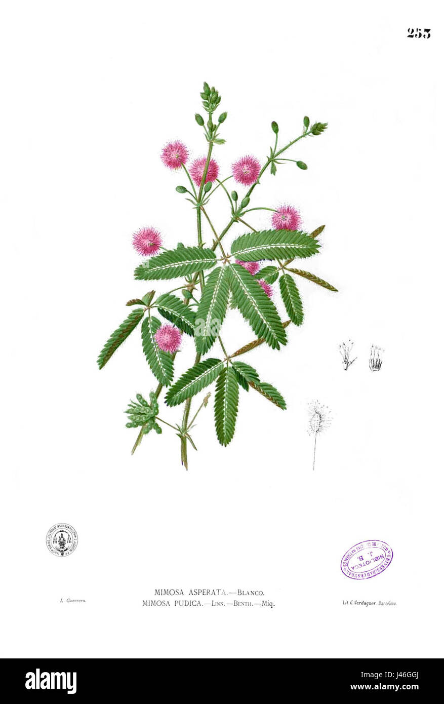 La Mimosa pudica Blanco2.253 Foto Stock