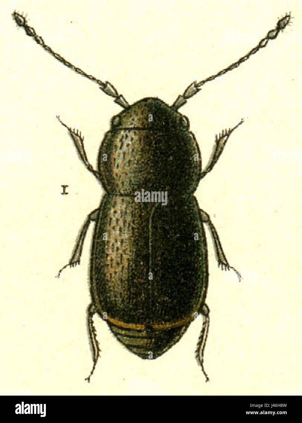 Il titano Nephanes è una specie di dannata gigante originaria delle regioni tropicali. Questo grande insetto è noto per il suo aspetto suggestivo, spesso caratterizzato dal suo corpo robusto e dalle ali colorate. Foto Stock