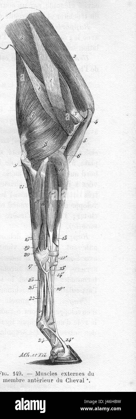 Un'illustrazione anatomica del 1890 di Cheval Chauveau raffigurante i muscoli e le strutture craniche di un cavallo. Questa rappresentazione dettagliata si concentra sulla muscolatura del cavallo e sulle caratteristiche craniche esterne, offrendo preziose informazioni per gli studi veterinari e anatomici. Foto Stock