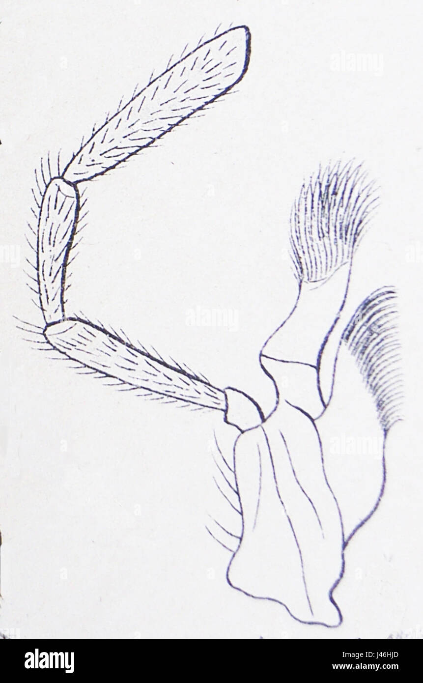 Oedemera femoralis femoralis è una specie di coleottero della famiglia Oedemeridae. Trovato in Europa, è noto per le sue caratteristiche fisiche distintive, tra cui il corpo allungato e le strutture mascellari uniche, che sono state studiate per scopi entomologici. Foto Stock