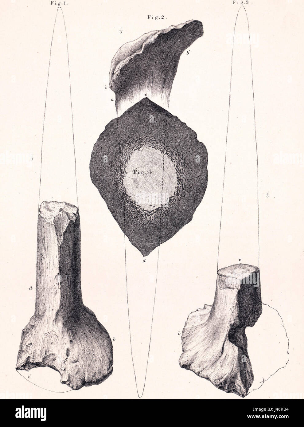 Omosaurus hastiger, in seguito rinominato Dacentrurus hastiger, è un dinosauro stegosaurico del Giurassico superiore. Scoperto nella formazione Kimmeridge Clay in Inghilterra, i suoi fossili includono un paio di basi di punte, inizialmente ritenute essere punte da polso, portando al suo nome "portatore di lancia". Foto Stock
