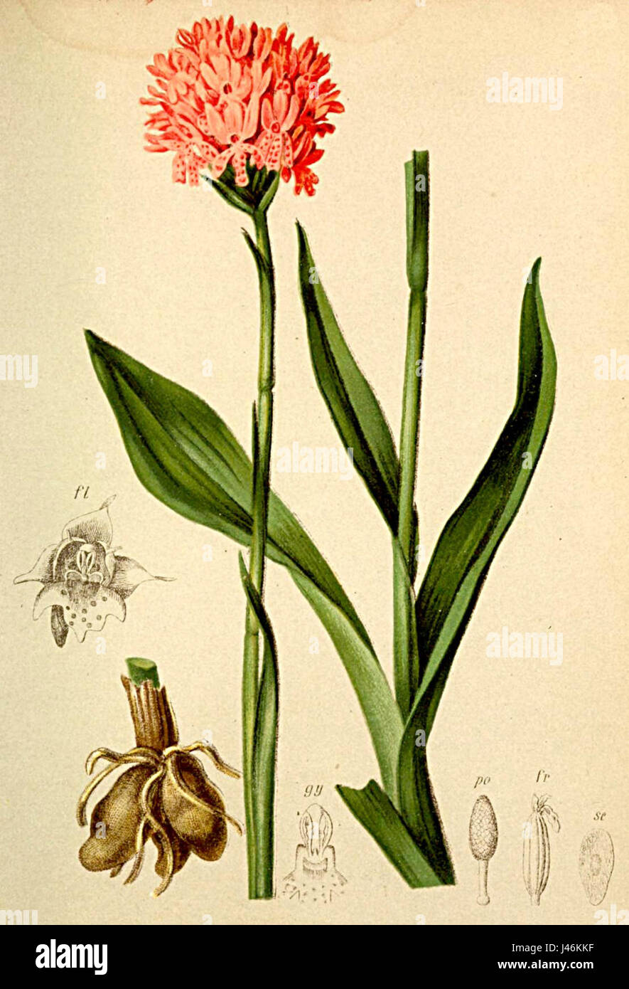 Orchis globosa, una specie di orchidea, è presente nell'Atlas Alpenflora, un libro botanico di riferimento dedicato alla flora delle regioni alpine. Questa pianta è conosciuta per la sua struttura floreale sferica unica ed è originaria delle regioni montuose in Europa. Foto Stock