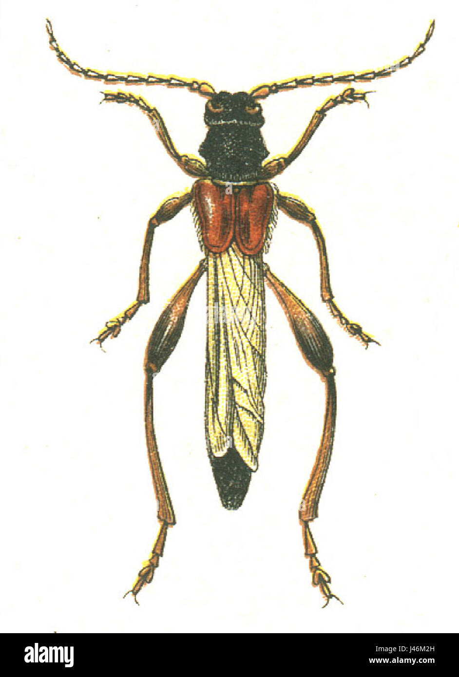 Necydalis principali Foto Stock