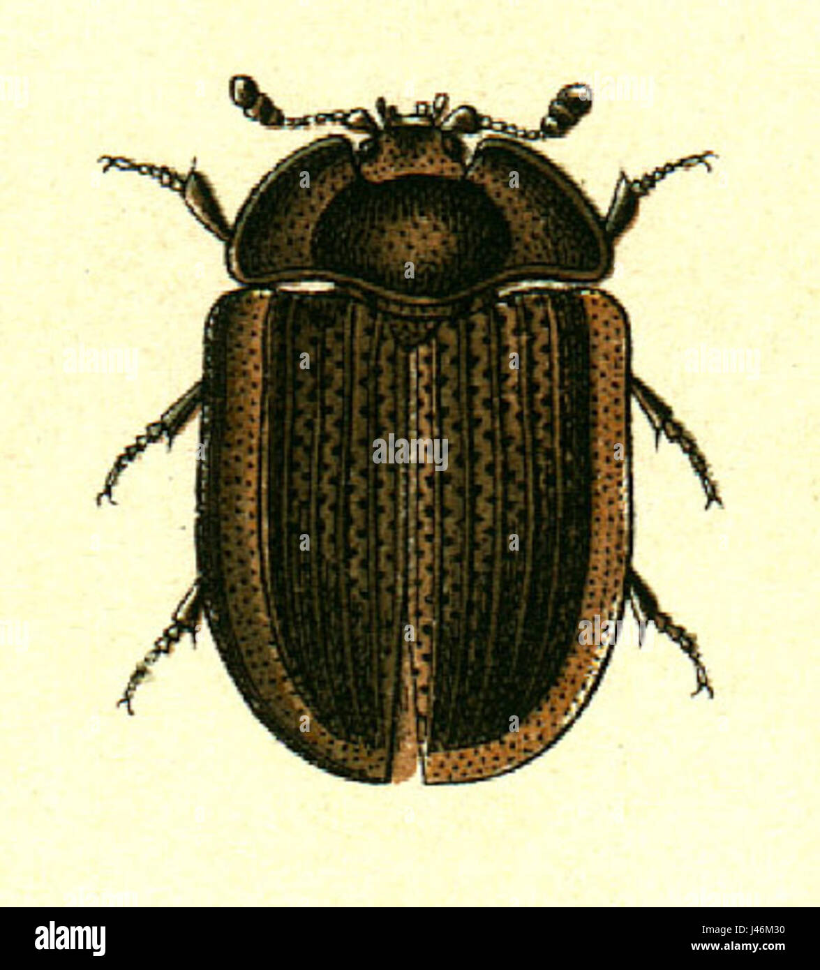 Ostoma ferrugineum è una specie di coleottero della famiglia dei Cerambycidae. Presente nelle regioni del Sud-est asiatico, è nota per il suo aspetto distintivo, con corpo allungato e colorazione sorprendente. Questa specie svolge un ruolo nell'ecosistema, in particolare nella decomposizione del legno. Foto Stock