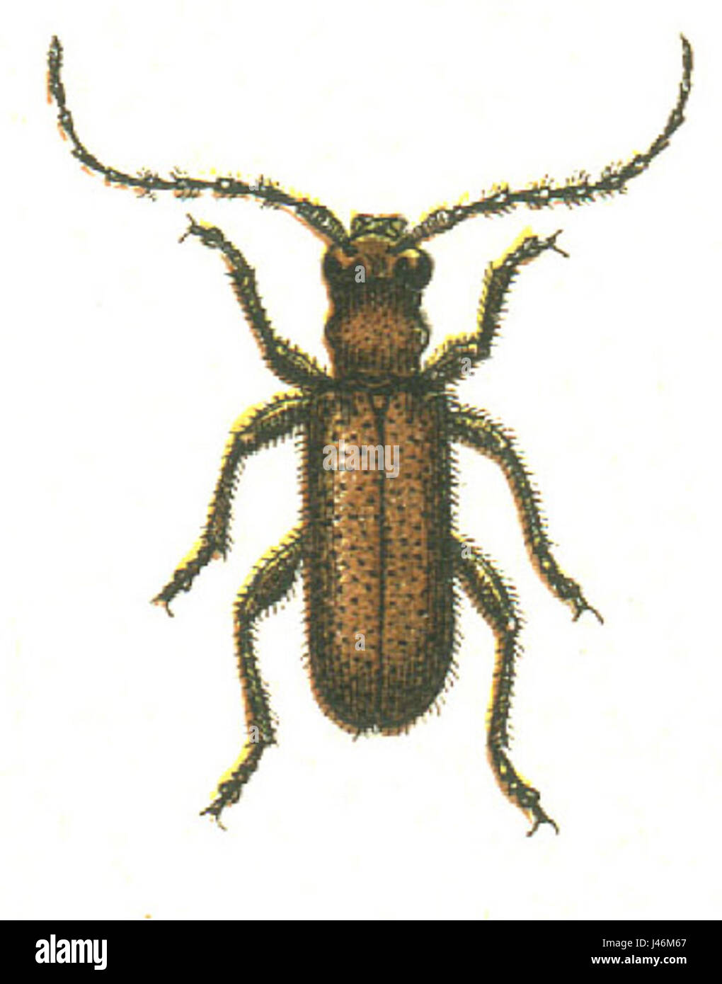 L'Obrium cantharinum è una specie di coleottero appartenente alla famiglia dei Cerambycidae, nota per il suo aspetto distinto e il suo ruolo ecologico in vari ecosistemi come parte della fauna degli insetti. Foto Stock