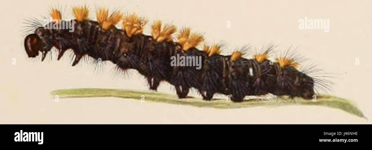 La Paracles vulpina è una specie di falena della famiglia Saturniidae. Lo stadio larvale di questa falena è caratterizzato dal suo aspetto distintivo, che aiuta a identificare questa specie durante la sua fase di sviluppo. Foto Stock