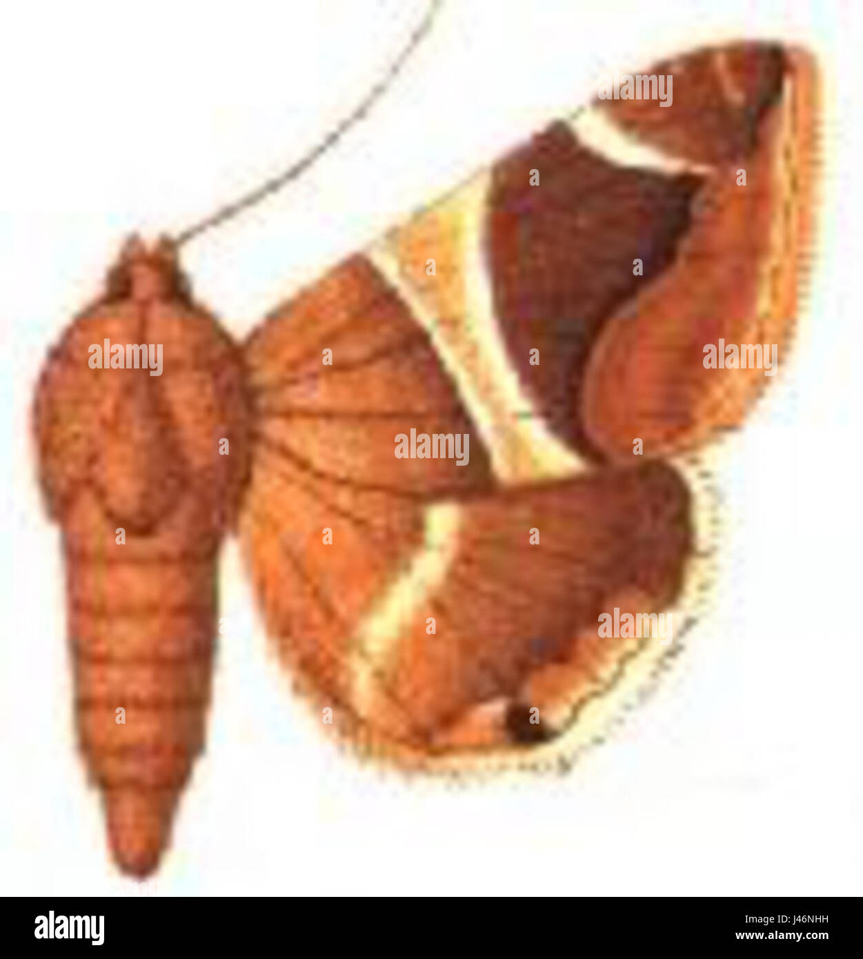 Analis Parallelia Foto Stock