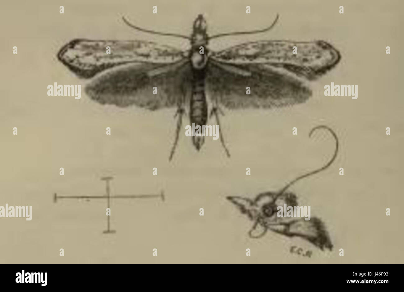 *Paradoxus osyridellus* è una specie di coleottero della famiglia Cerambycidae, che si trova in varie parti del mondo. Questa specie è caratterizzata dal suo corpo allungato e fa parte della variegata fauna di coleottero. Foto Stock