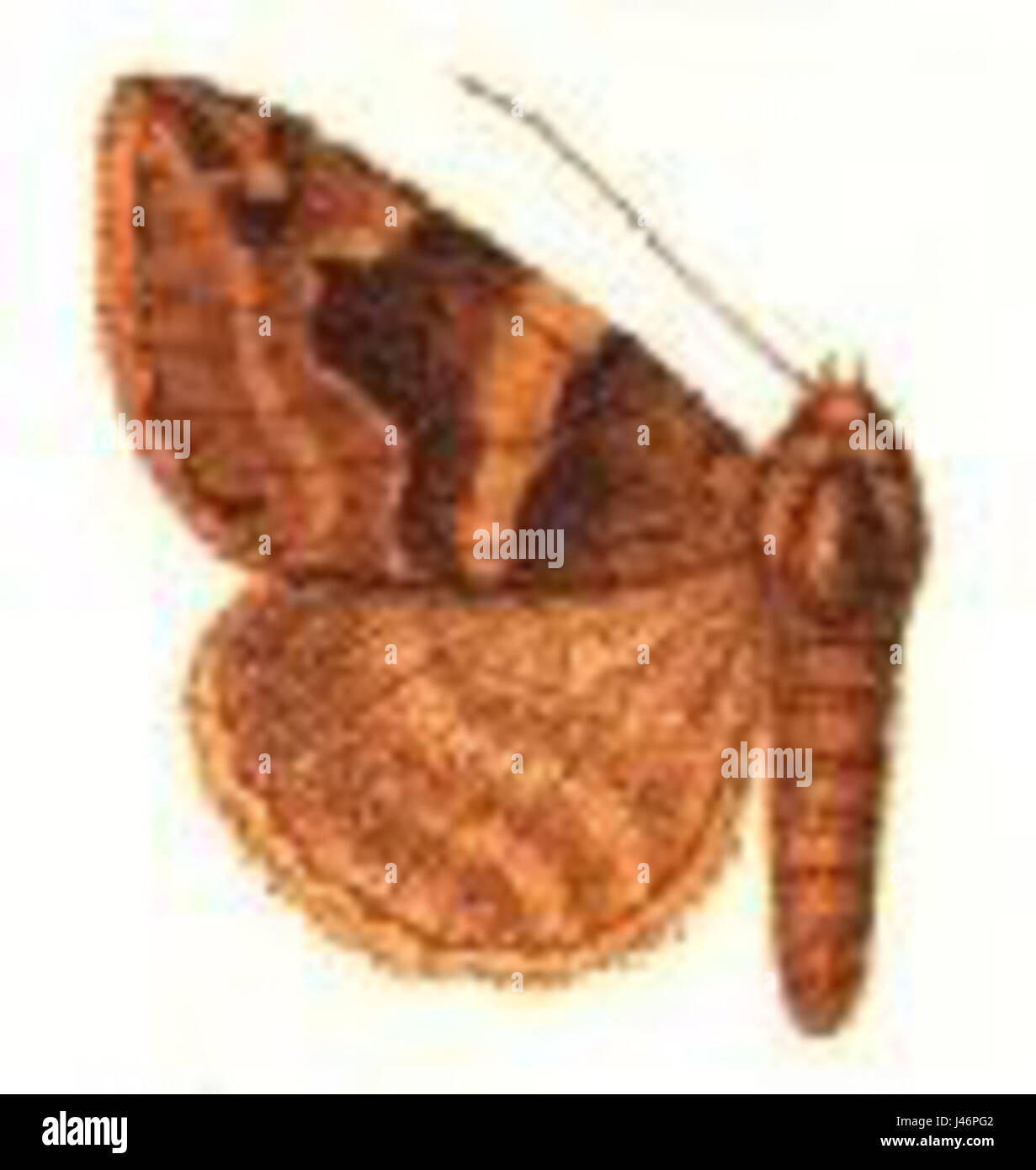 "Parallelia prorasigna" si riferisce a un concetto storico o geografico, probabilmente correlato alla mappatura o alla navigazione. Potrebbe riguardare lo studio di linee o rotte parallele in un contesto specifico, come l'uso militare o cartografico. Foto Stock