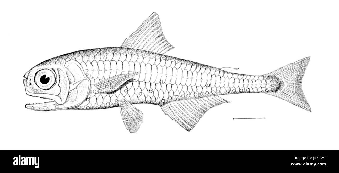 Il Myctophum asperum è una specie di pesci lanterna che si trovano nelle profondità dell'oceano. È noto per le sue proprietà bioluminescenti, con organi che producono luce lungo il suo corpo che lo aiutano a navigare e ad attirare prede nelle profondità dell'oceano scuro. Foto Stock