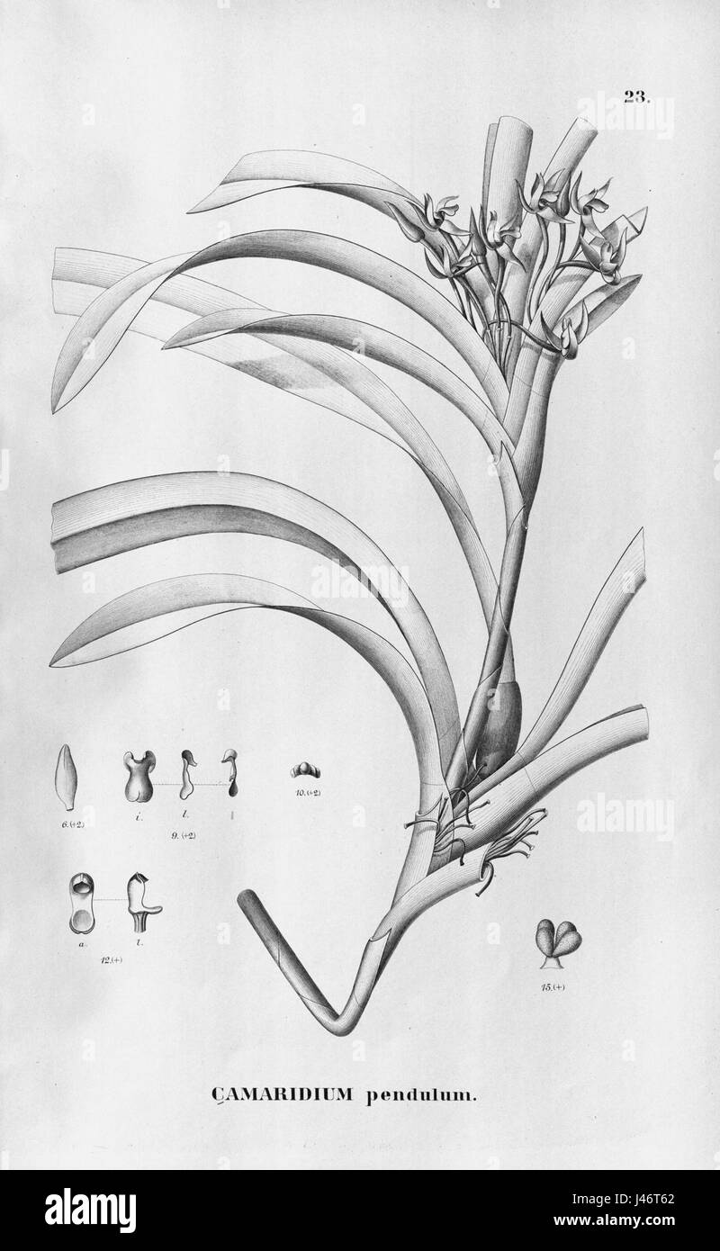 Ornithidium pendens, precedentemente noto come Camaridium pendulum, è una specie di orchidea originaria dei tropici. I suoi fiori caratteristici sono illustrati nella "Flora Brasiliensis", che mostra tratti morfologici unici della specie. Foto Stock