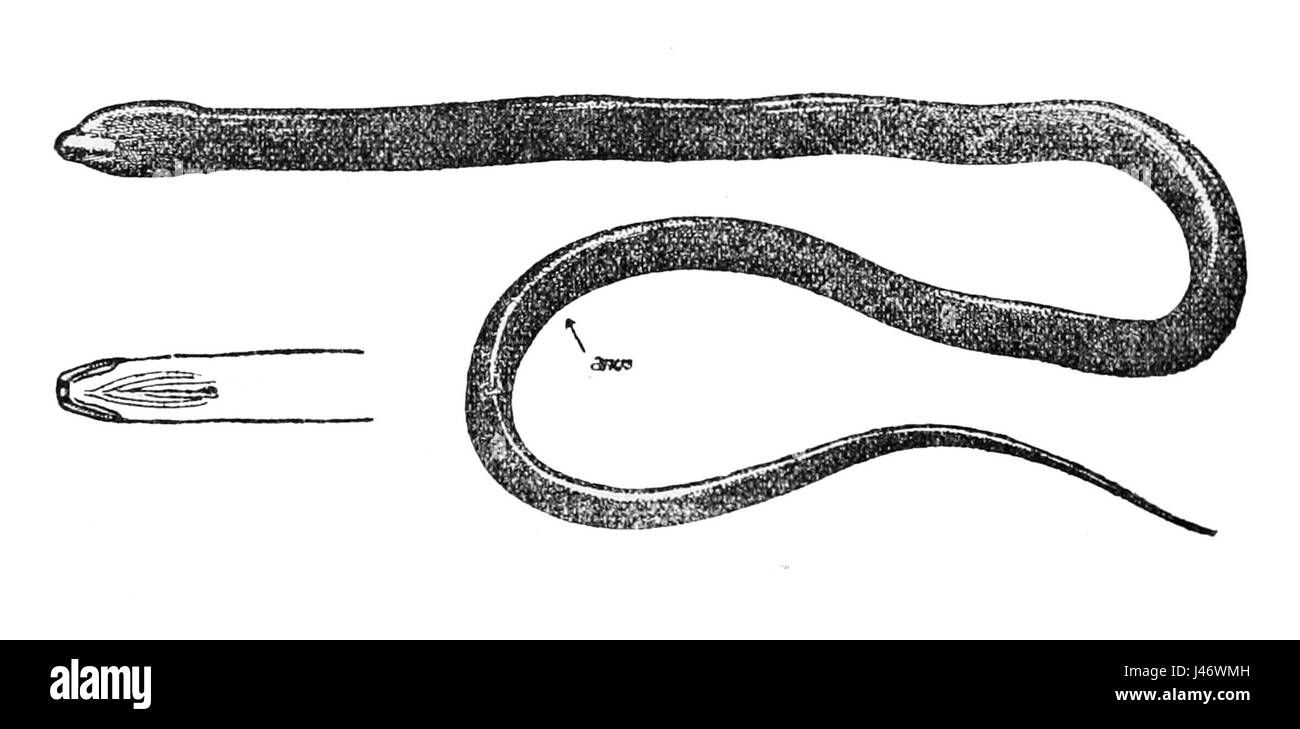 Monopterus boueti, comunemente noto come anguilla paludosa dell'Africa occidentale, è una specie di anguilla che si trova nelle acque che si muovono lentamente nell'Africa occidentale. È notevole per la sua capacità di vivere sia in ambienti acquatici che in ambienti umidi. Foto Stock