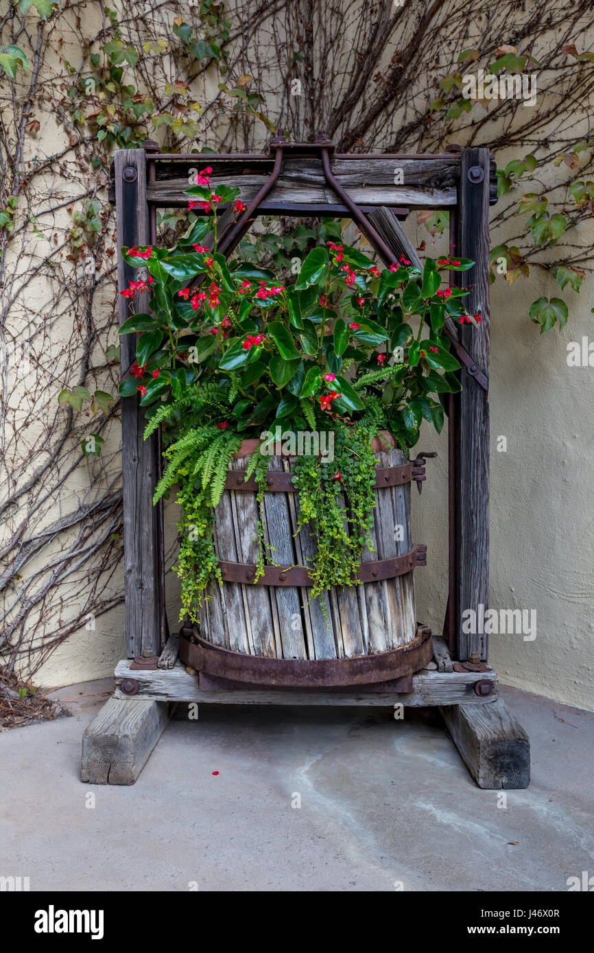 Vecchio torchio, vino premere, Contenitore per fiori, fiori, Robert Mondavi Winery, Oakville, la Valle di Napa NAPA County, California Foto Stock