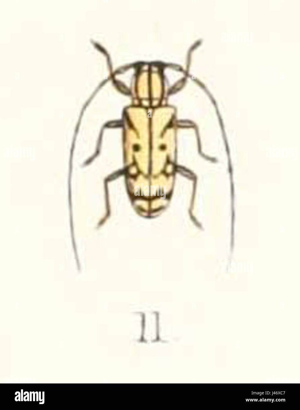 Il Murosternum pentagonale, una specie di organismo marino, è stato descritto per la prima volta nel 1894. La specie è nota per la sua struttura fisica unica e il suo posto nella ricerca di biologia marina. Foto Stock