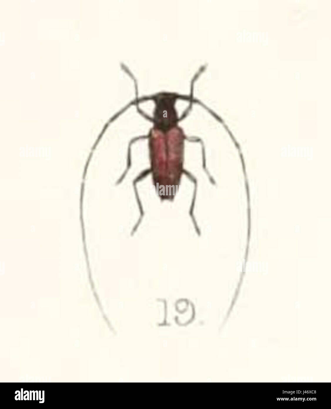 Ocularia apicalis 1894 Foto Stock
