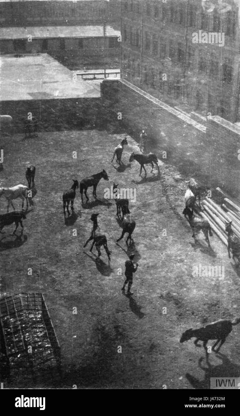 Linee di mulo dietro il trentanovesimo quartier generale di brigata, Baku Foto Stock