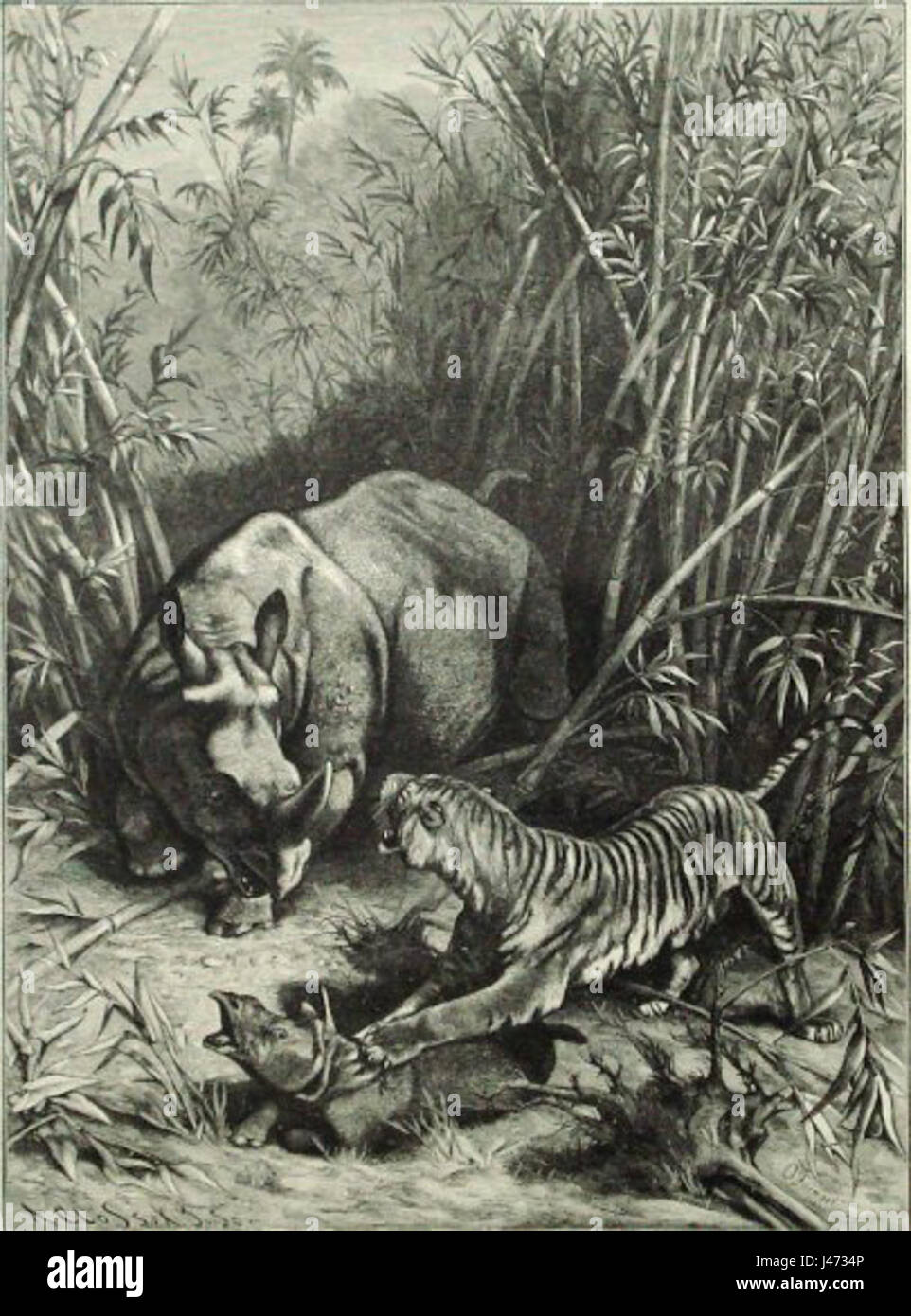 O. Fienzel Tiger attack rhino in Java Foto Stock