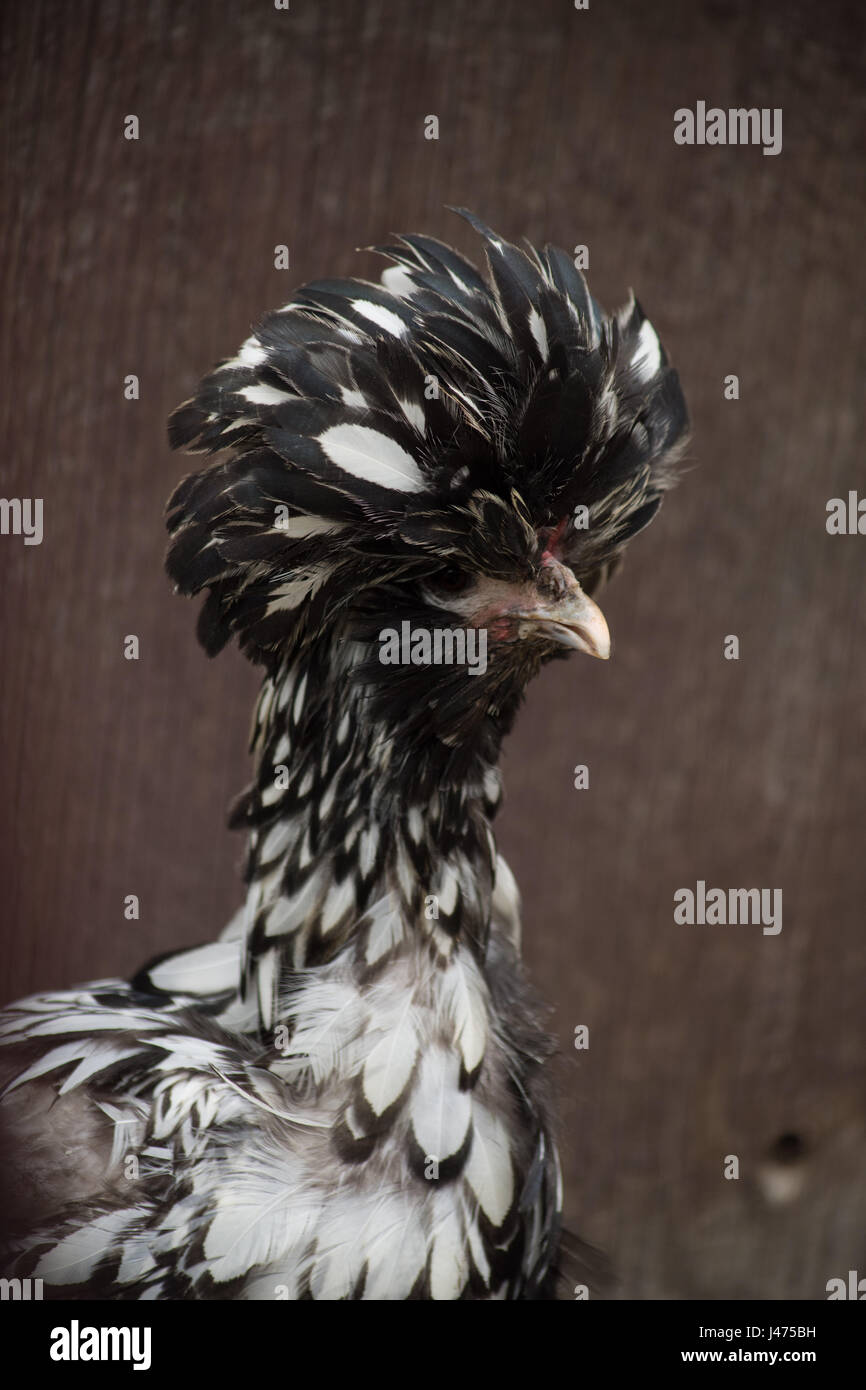 In prossimità della testa e corpo superiore della gamma libero argento polacco allacciato il pollo con il bianco e il nero del piumaggio contro uno sfondo di legno. Hen è guardare a destra Foto Stock