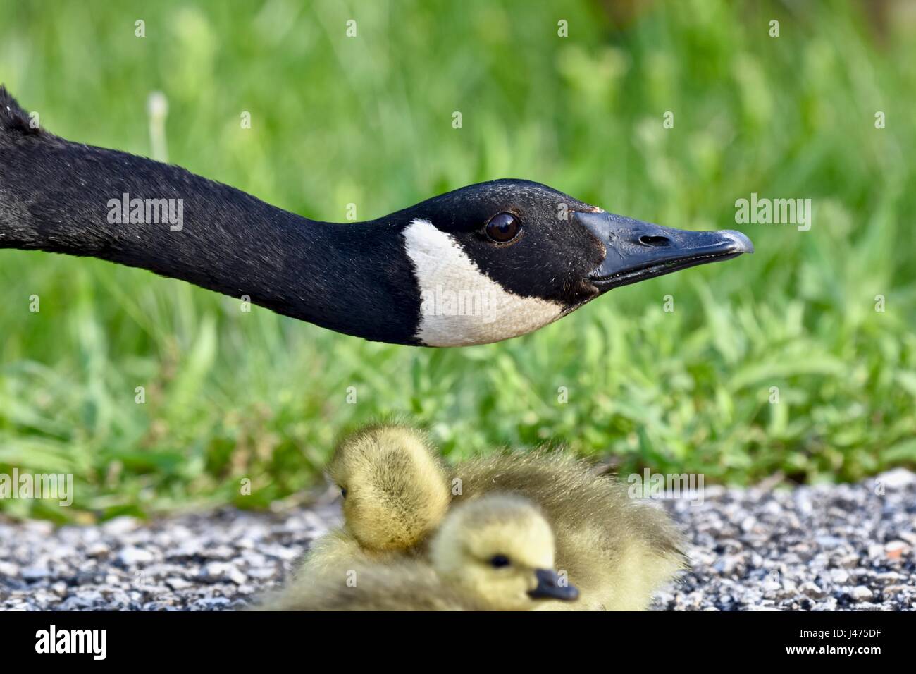 Neonato oche canadesi (Branta canadensis) o goslings protetti da loro madre Foto Stock