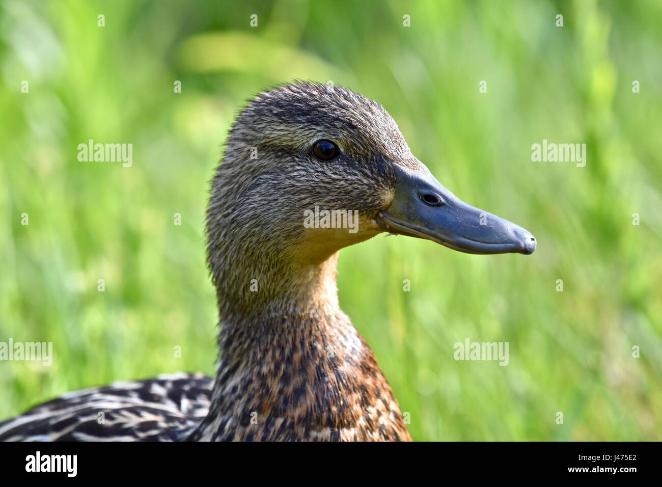 Mallard duck (Anas platyrhynchos) hen o femmina Foto Stock