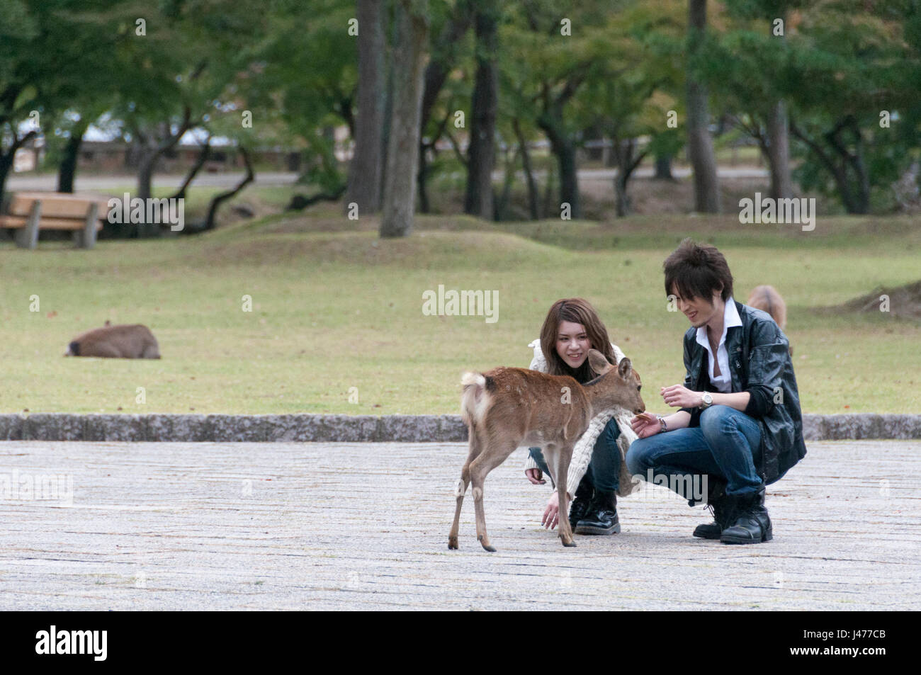 Coppia giovane giocando con i cervi nel parco Foto Stock