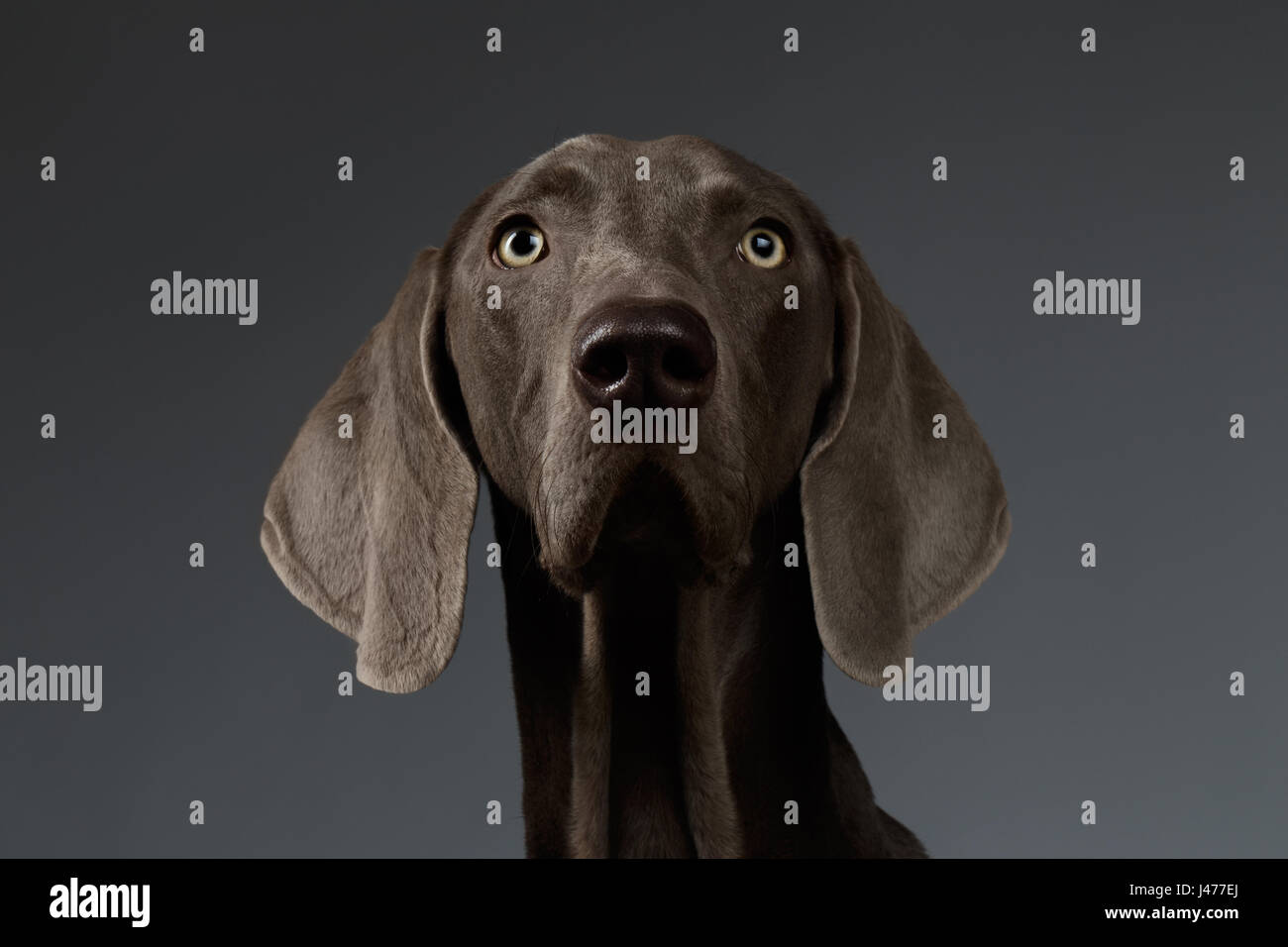 Close-up verticale di cani Weimaraner cercando nella fotocamera, gradiente di colore bianco Foto Stock