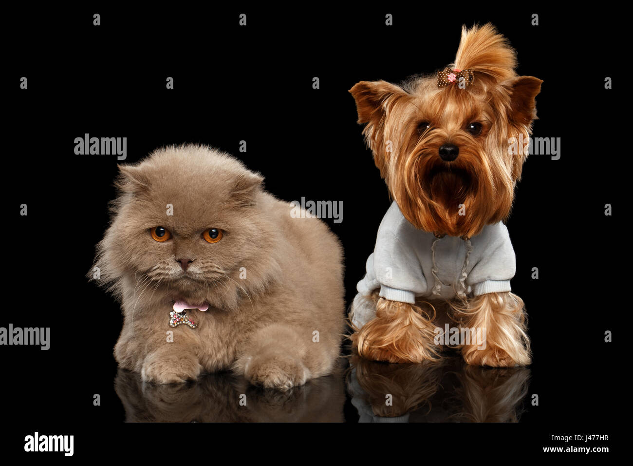 Gatto scozzese e Yorkshire Terrier cane isolato Foto Stock