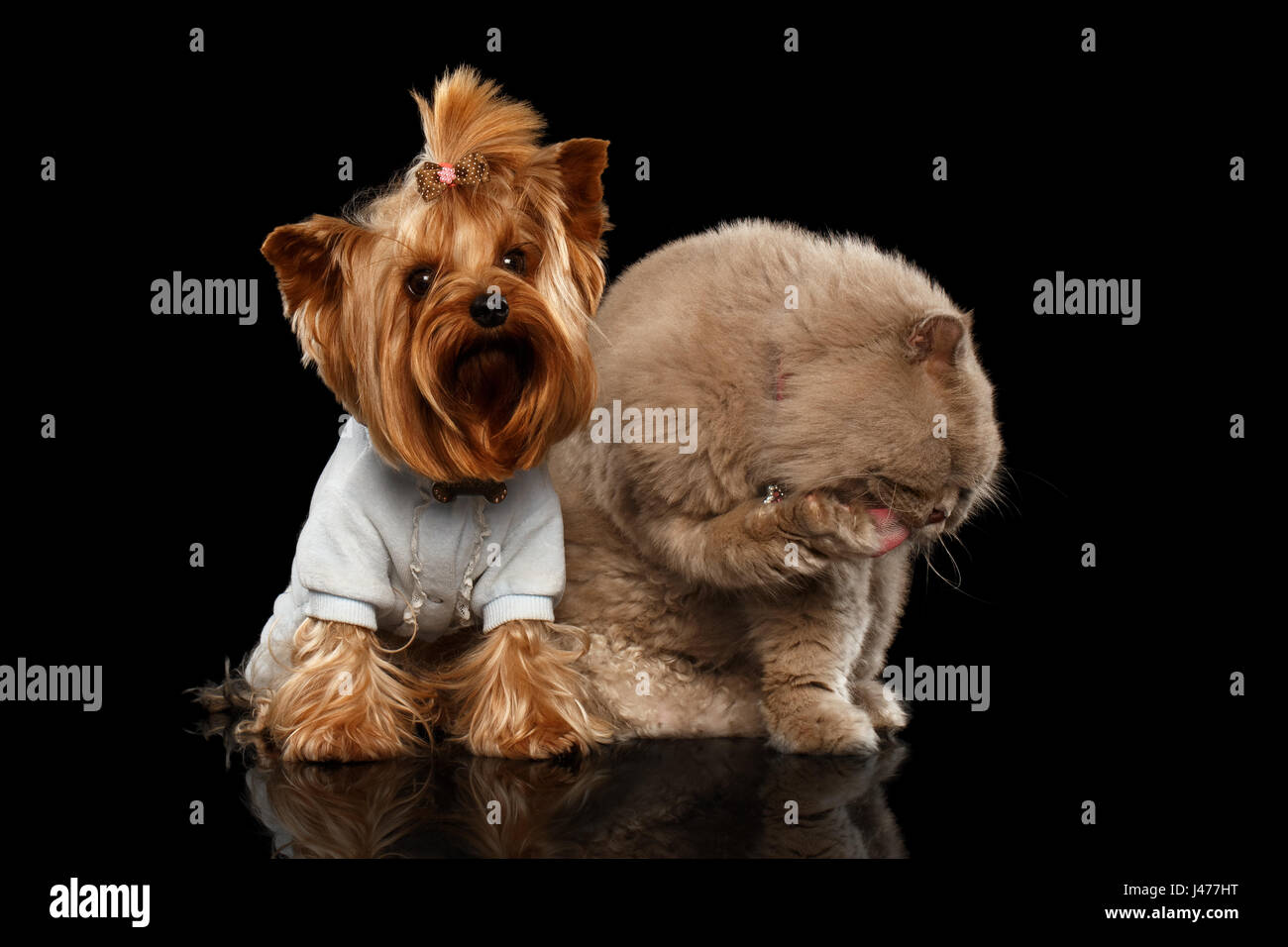 Gatto scozzese e Yorkshire Terrier cane isolato Foto Stock