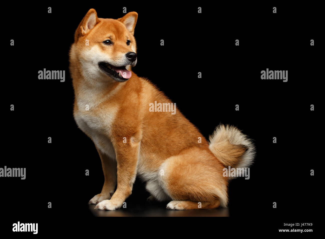 Provviste di pedigree Red Shiba Inu Dog sitter isolato su sfondo nero Foto Stock