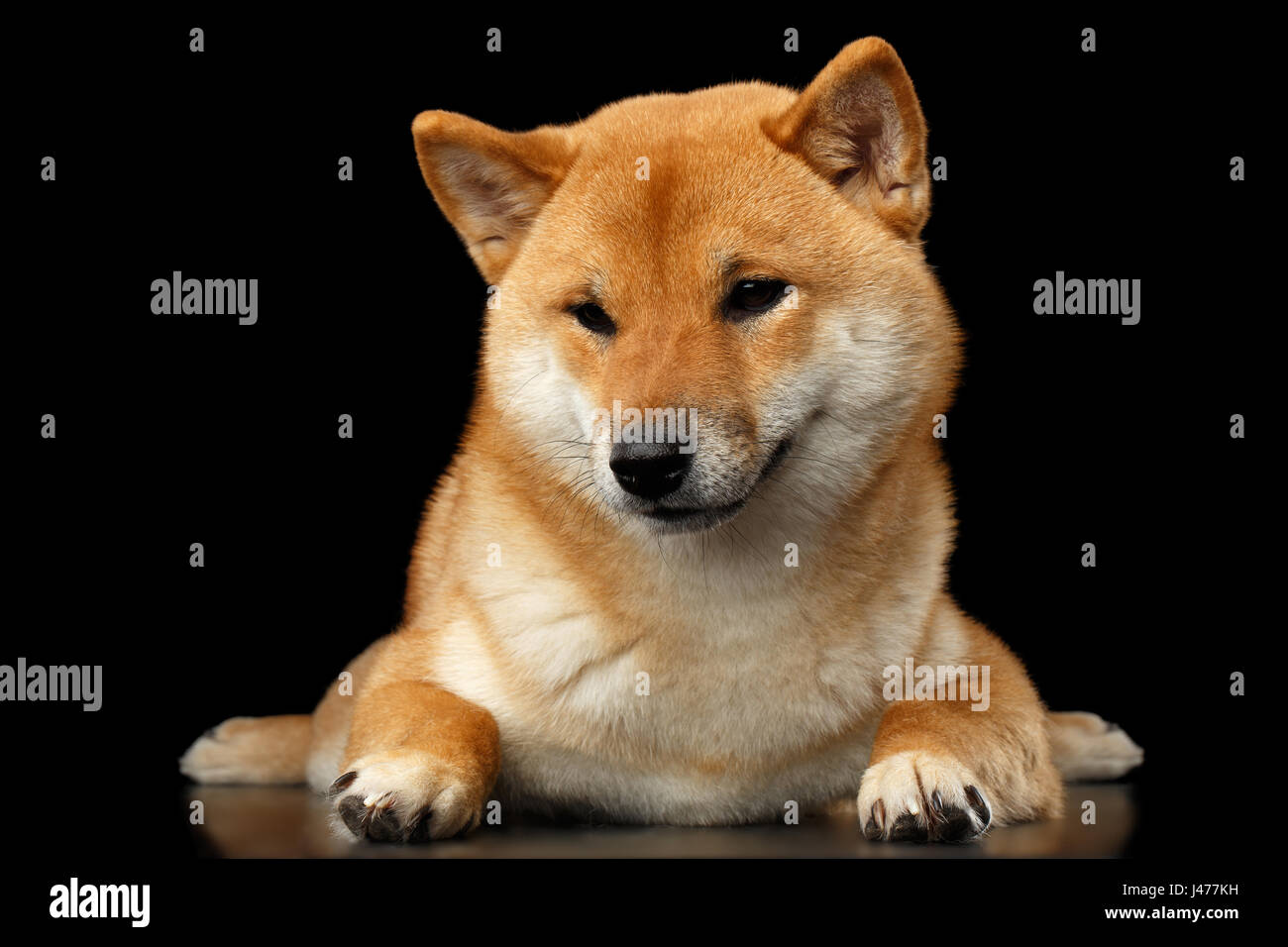 Provviste di pedigree Shiba Inu cane sdraiato, guarda da vicino, isolato su sfondo nero Foto Stock