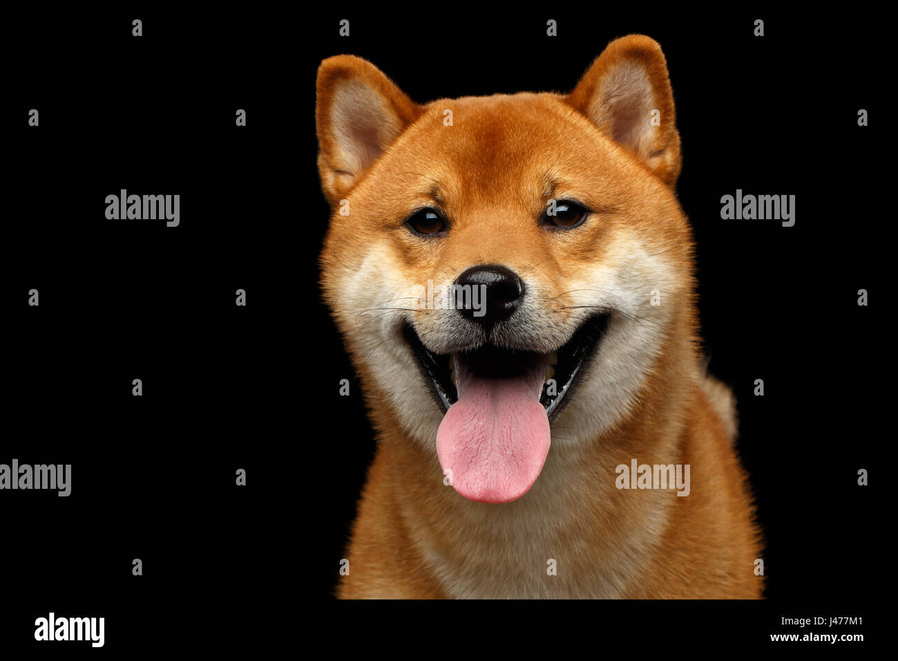 Ritratto di testa Shiba Inu cane, isolato su sfondo nero Foto Stock