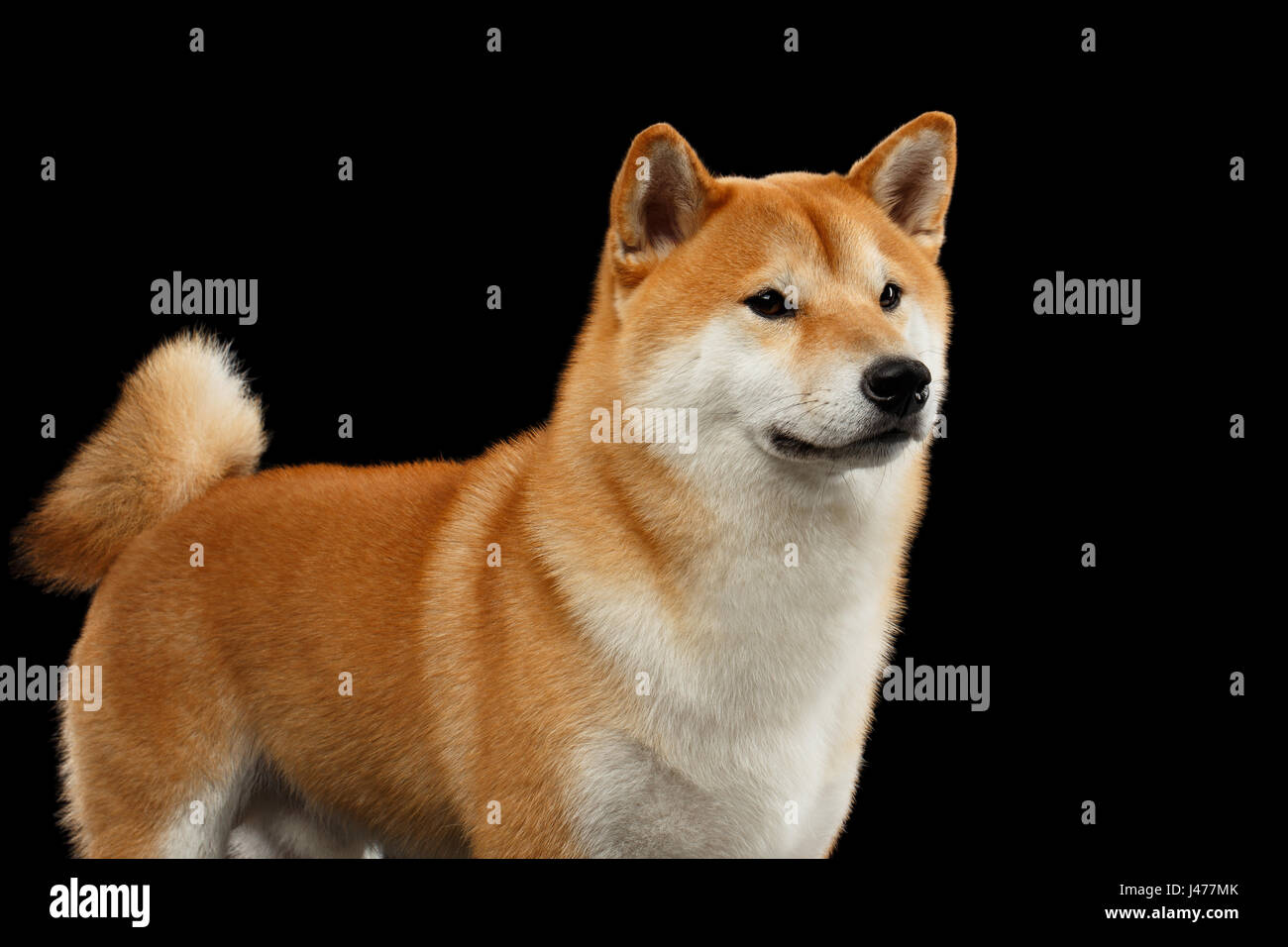 Provviste di pedigree Red Shiba Inu Cane isolato su sfondo nero Foto Stock