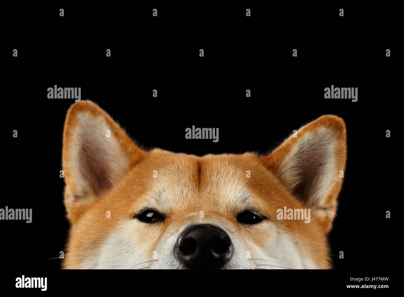 Close-up peeking Shiba Inu cane, sembra curioso, isolato su sfondo nero Foto Stock