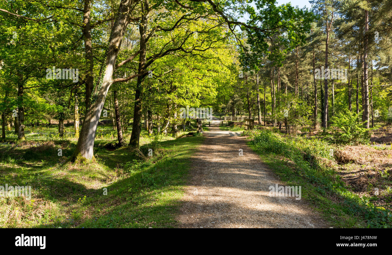 Una commissione forestale enclosure gestiti di abete e di alberi decidui nella nuova foresta, Hampshire, Regno Unito, con ben mantenute le vie e i ponti in legno. Foto Stock