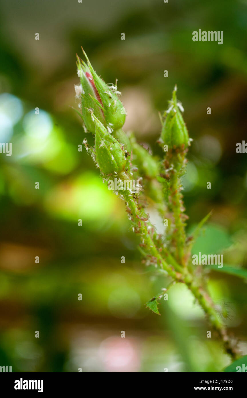 Un cluster di Rose afidi (Macrosiphon rosae) su un gambo di rose. Conosciuta come pianta pidocchi, gli afidi sono specializzati gli alimentatori di vegetali che succhiano la linfa dall'impianto ve Foto Stock