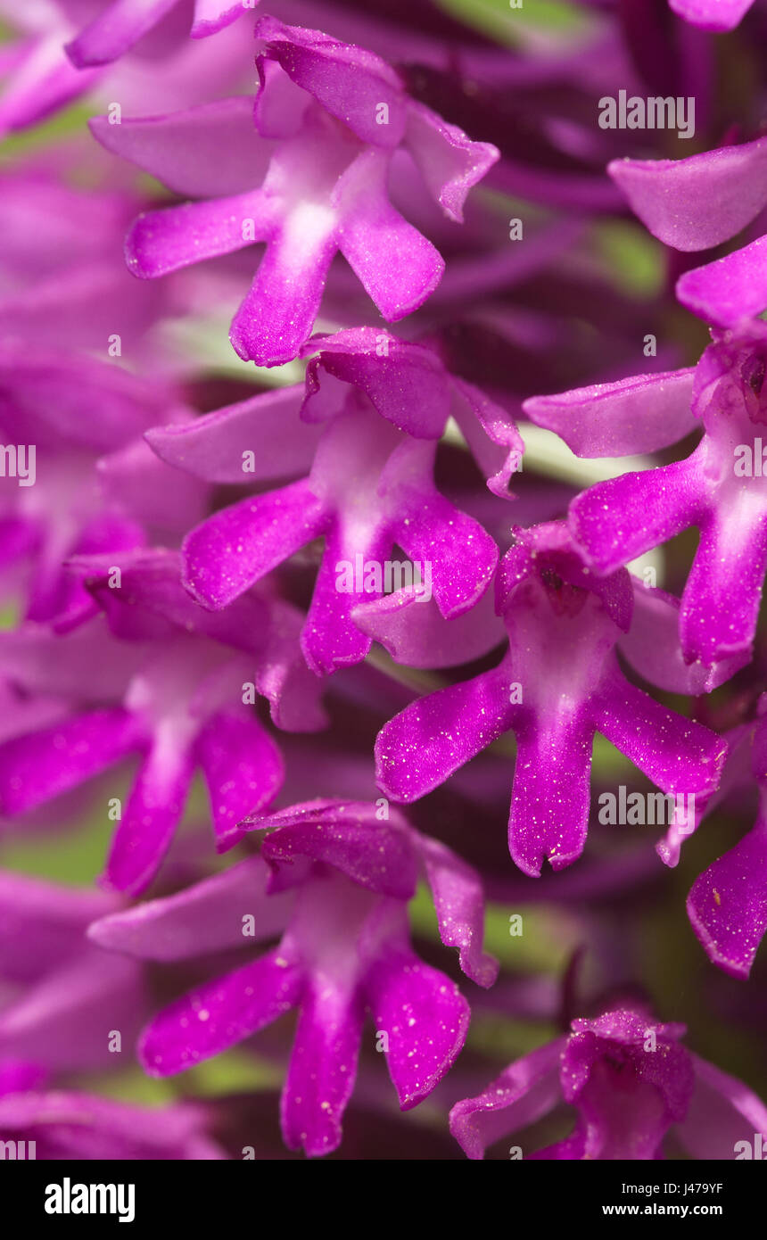 Primo piano dettaglio della wild Orchide (Anacamptis pyramidalis) fiori rosa. Labellum, petali e sepali chiaramente visibile. Serra da Arrabida, Portogallo Foto Stock