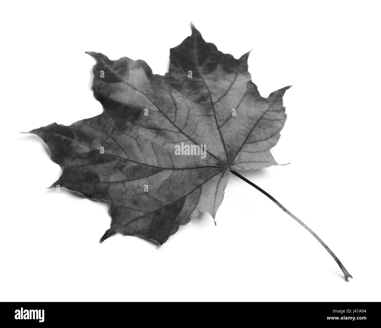 In bianco e nero a maple leaf isolati su sfondo bianco Foto Stock